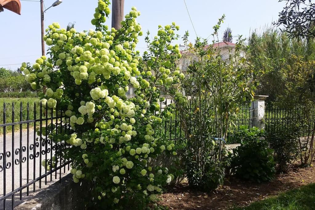 New Village Studios, Preveza A3 Екстер'єр фото